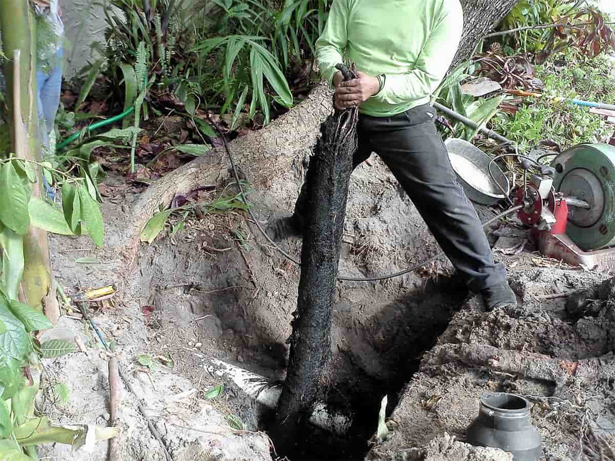 largest-tree-root-grew-through-pipe