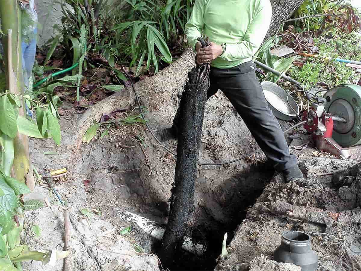 largest-tree-root-grew-through-pipe largest-tree-root-grew-through-pipe
